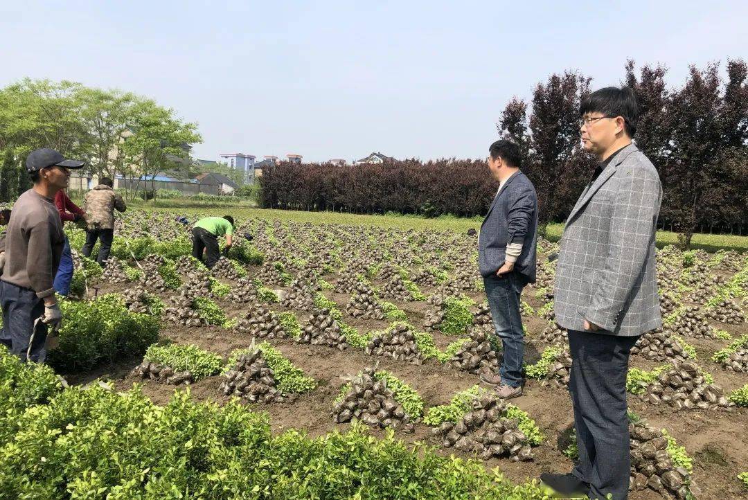 奋战10天整治面积163873亩党史学习教育激发镇村干部攻坚非粮化整治