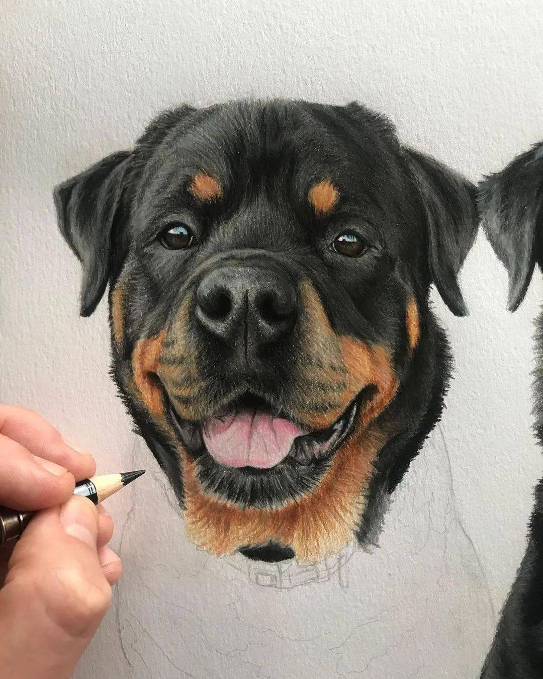 彩铅狗狗手绘好写实啊