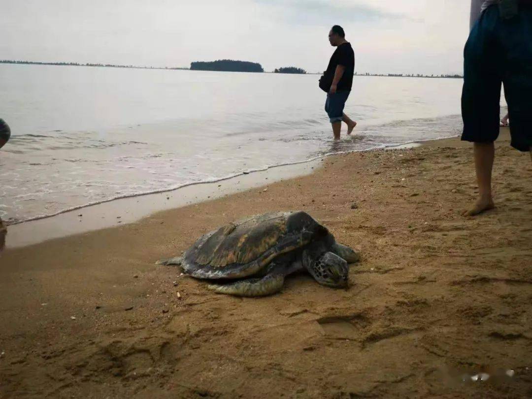 事发犀丽湾丨受伤海龟岸边徘徊向游客求助