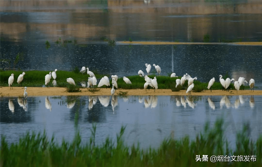 白鹭翩跹 ·黄水河湿地公园
