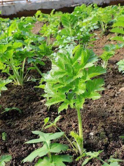 伊春森工集团老山芹闯市场绿色黄金鼓腰包
