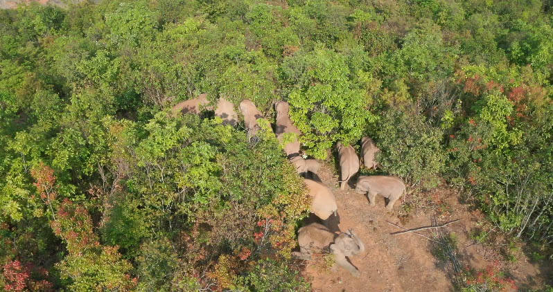 野象首次"造访"云南元江