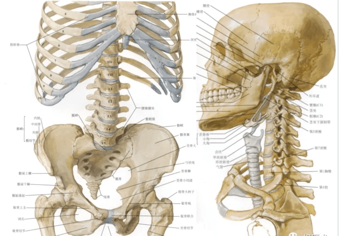 脊柱超詳細解剖_頸椎