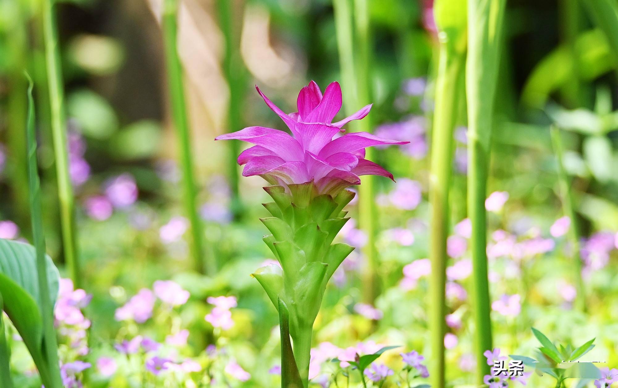 今年这莪术花开得特别清新秀丽