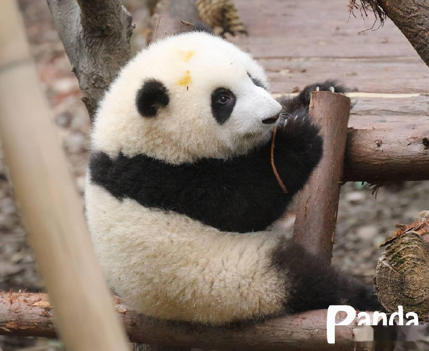 出彩滚滚迎迎罕见素颜出镜谁说它妆前妆后两只熊的