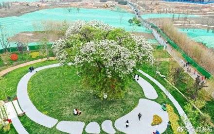 成都百年红豆古树开花，就在这个公园