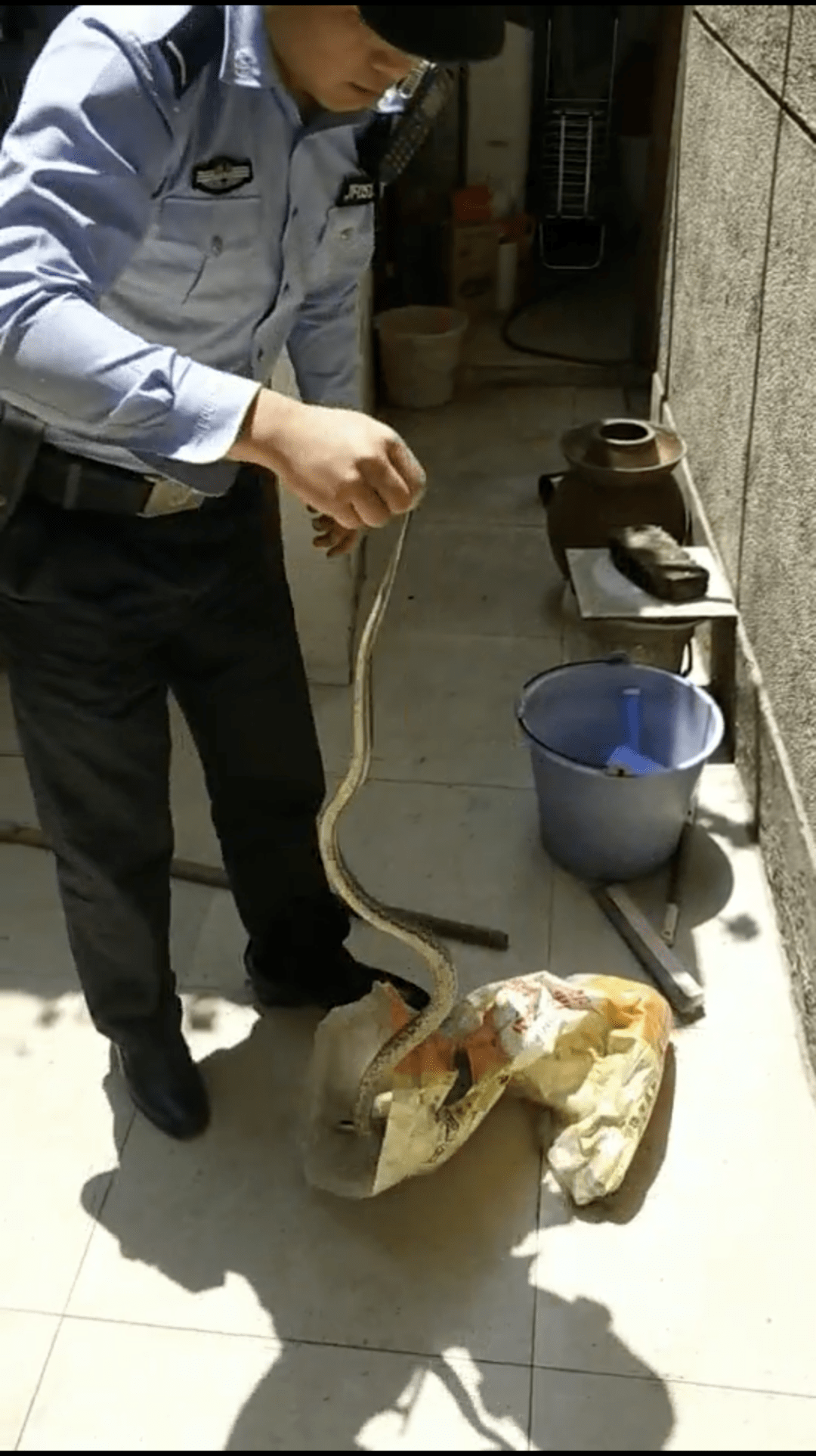 16米花麻蛇擅闯民居民警现身抓捕并野外放生