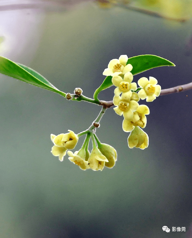 东莞市的市花图片