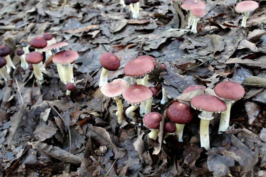 雨生百谷金足菌香首届成渝食用菌文化节开幕