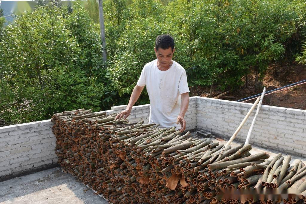 小龙虾苗,反复摸索“南虾北引”技术难题