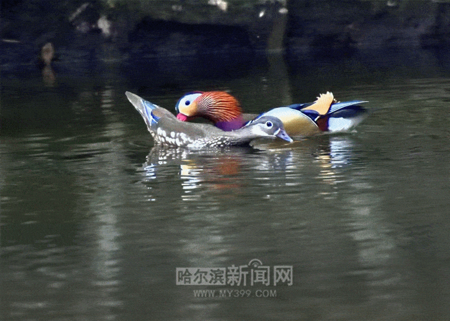 900_642gif 动态图 动图