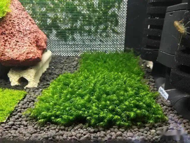 美凤莫斯需要co2 美凤莫斯需要co2