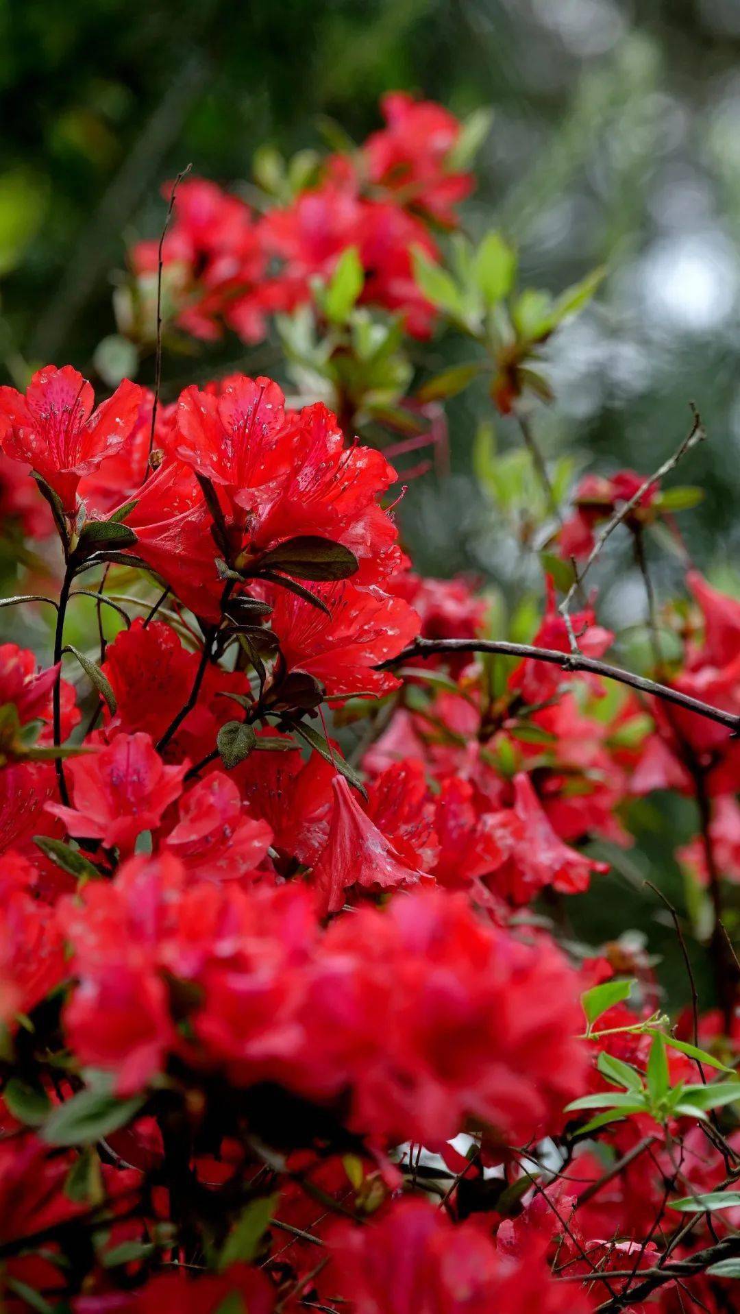 炽热的美~云南这个地方的杜鹃花开得正好!赶紧去打卡