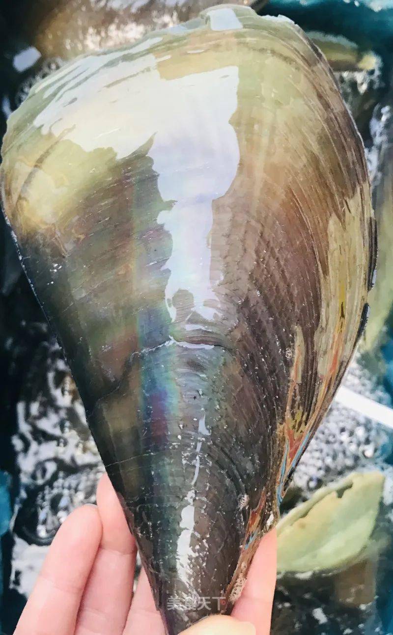 蒜蓉烤带子带子又大肉又厚配上蒜蓉赞赞赞