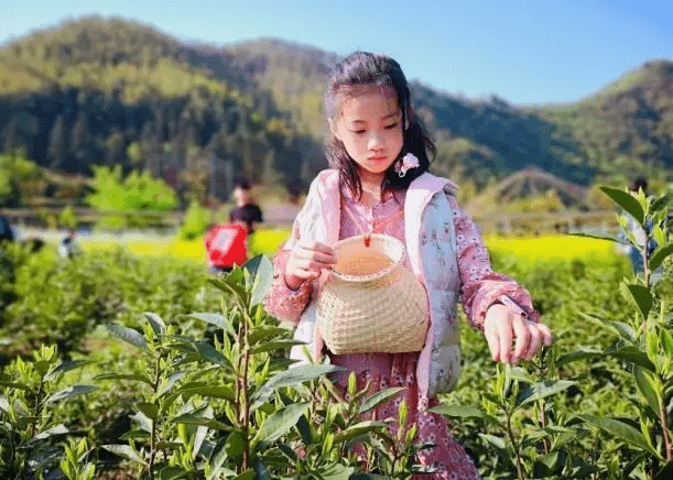 踏青采茶简谱图片图片