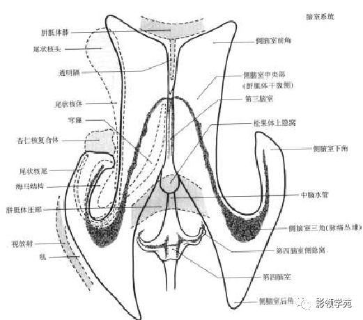 自室間孔向前的前角和自三角區向後突的后角內無脈絡叢側腦室脈絡叢