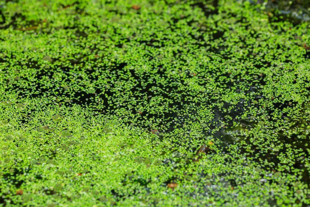 一候萍始生:萍,因为"与水相平故曰萍".