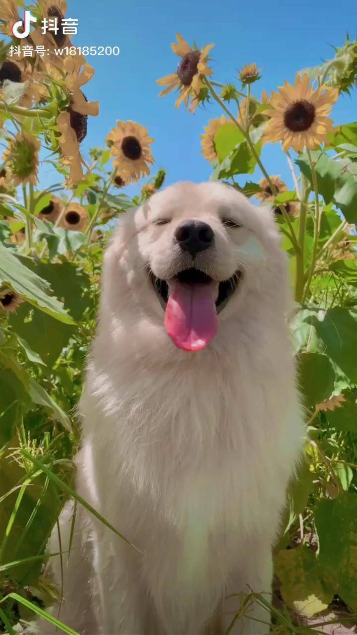 只要面对着阳光努力向上日子就会变得单纯而美好向日葵治愈系壁纸金毛