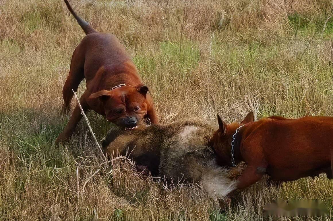 收养的流浪狗被蛇咬伤后险些丧命伤好后叼回来一张十元的人民币