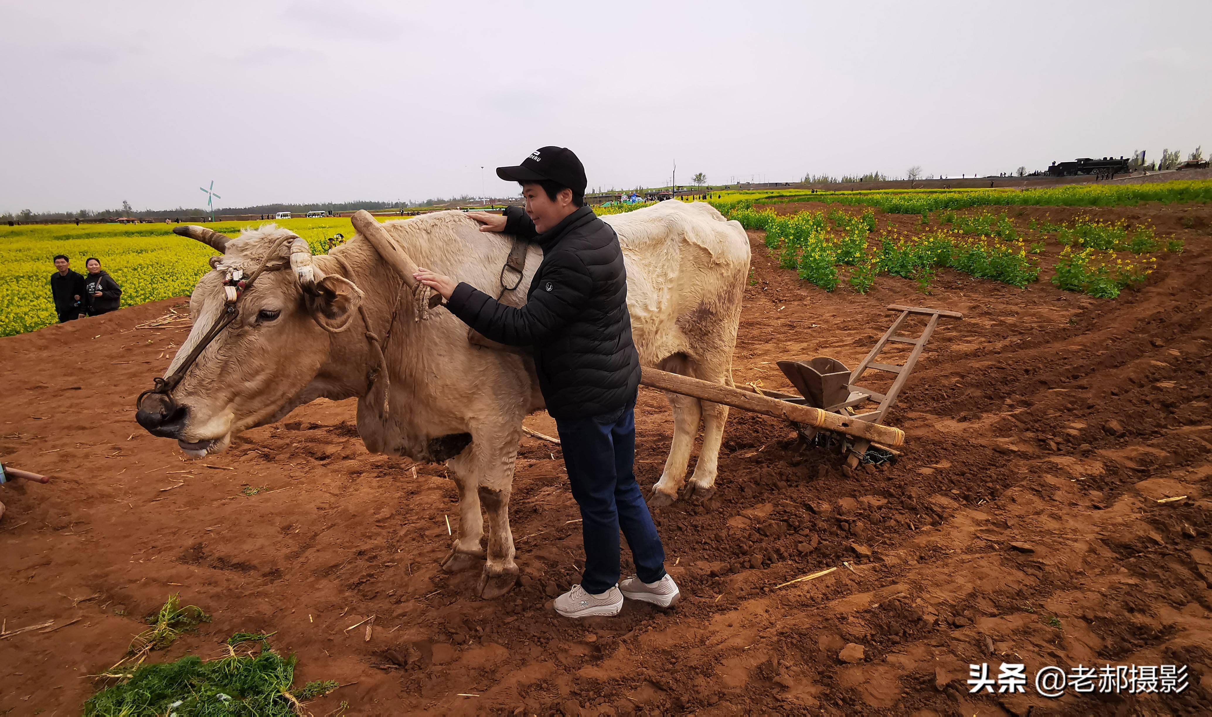 老农民牵牛耕地图片图片