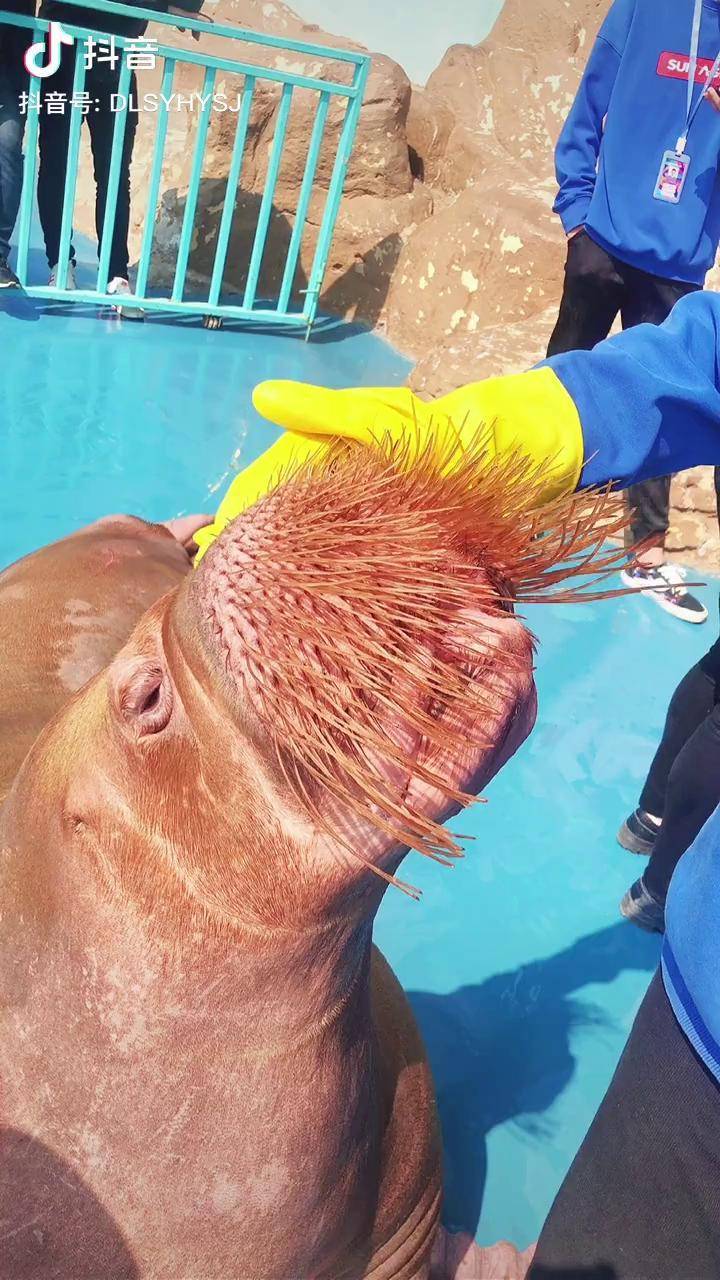 偶尔皮一下你们猜海象的胡须到底是起什么作用呢迷惑行为大赏