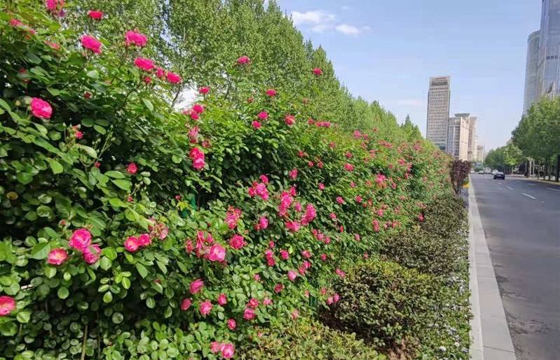 高架花带全线“飘红” 上海打造百条月季紫薇特色花道_绿化
