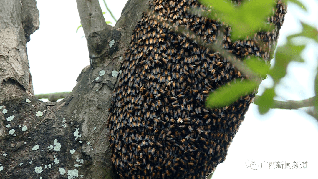 大排蜂蜂王照片图片