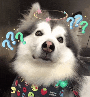 狗子在电梯上偶遇小姐姐后开心坏了终于有不怕我的人了