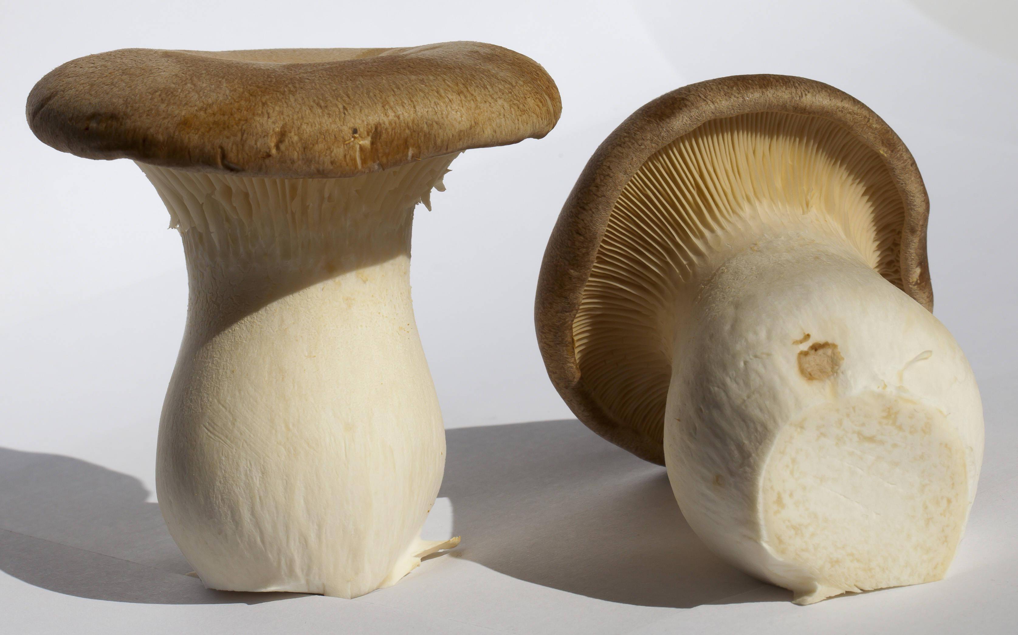 多吃蘑菇可以预防癌症?