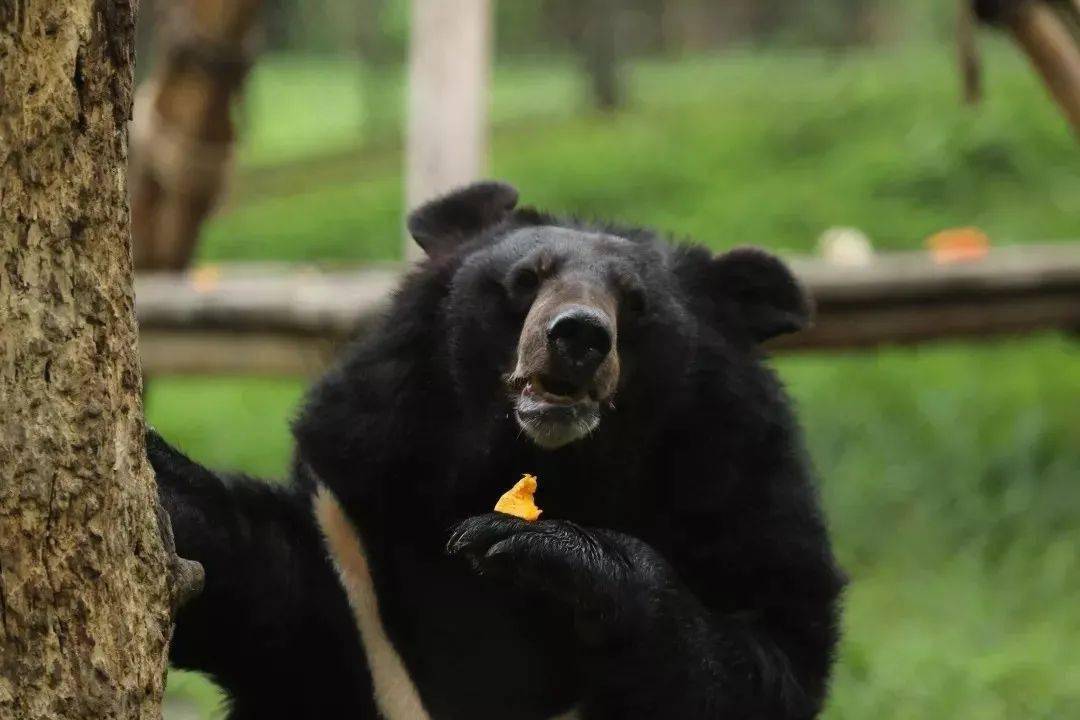 小黑熊吃水果大熊猫作为世界珍稀濒危物种中的旗舰保护种,对气候变化