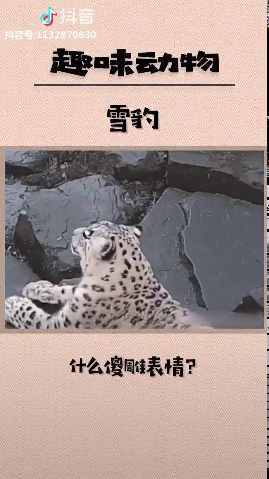 什么鬼豹表情包