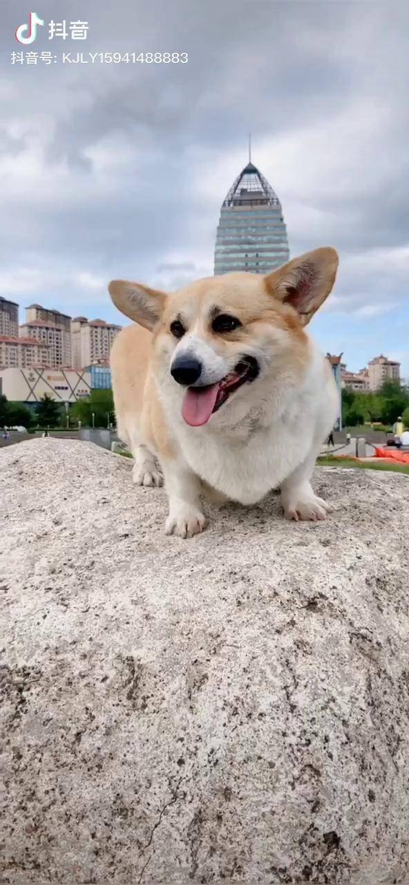 柯基柯基犬日常短腿柯基赛级柯基埃菲尔泰勒