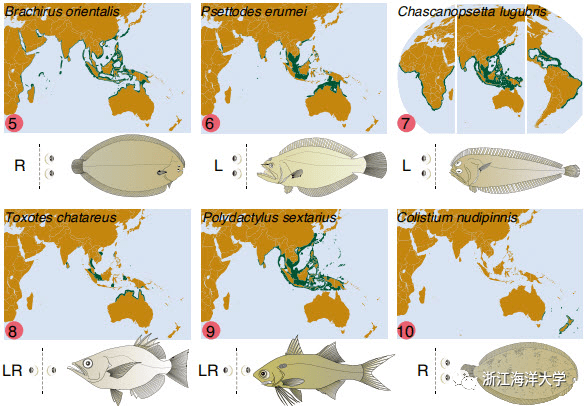 浙江海洋大学吕振明教授团队在 Nature Genetics 上发表论文 揭示比目鱼类的进化起源及独特体型的形成机制 研究