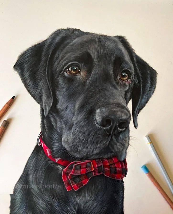 超写实彩铅狗狗手绘