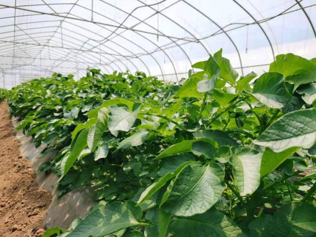 走向乡村振兴观风海镇果化社区洋气土豆助农富