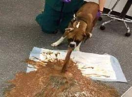 狗狗偷吃蛋糕后身亡死因不是巧克力而是木糖醇