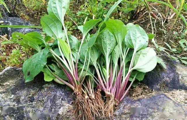 这种"野菜"现在正鲜嫩,入药还能"治"痛风,晒干1斤能卖30块!