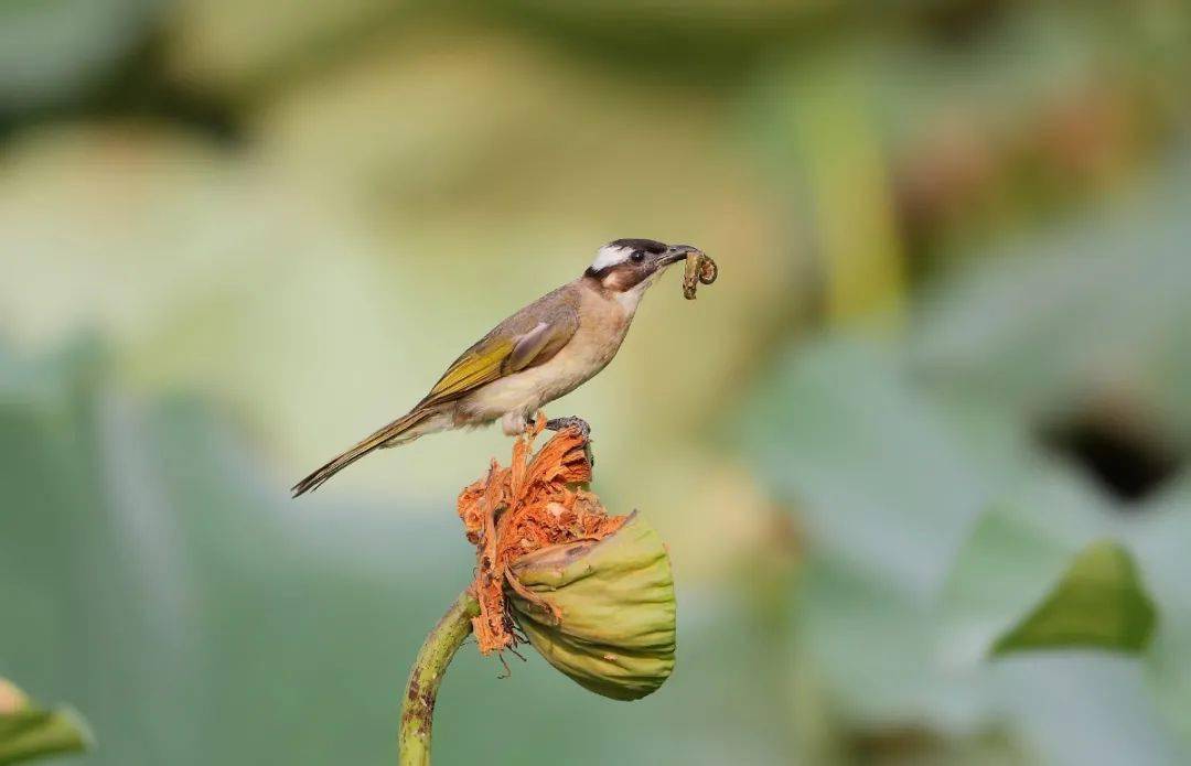 吃麻雀有危害吗 0a28e2fddc2142b3b5a89d9c42945d3e.jpeg