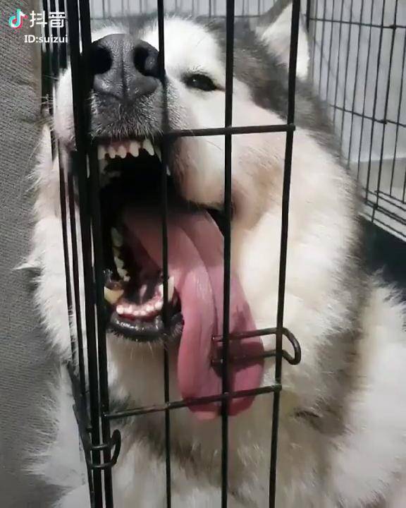 大舌头,咬断笼子越狱吗?