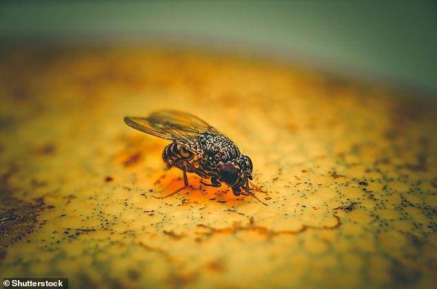 果蝇|果蝇一次飞行可远达15公里，相当于人一次行走超过1万公里