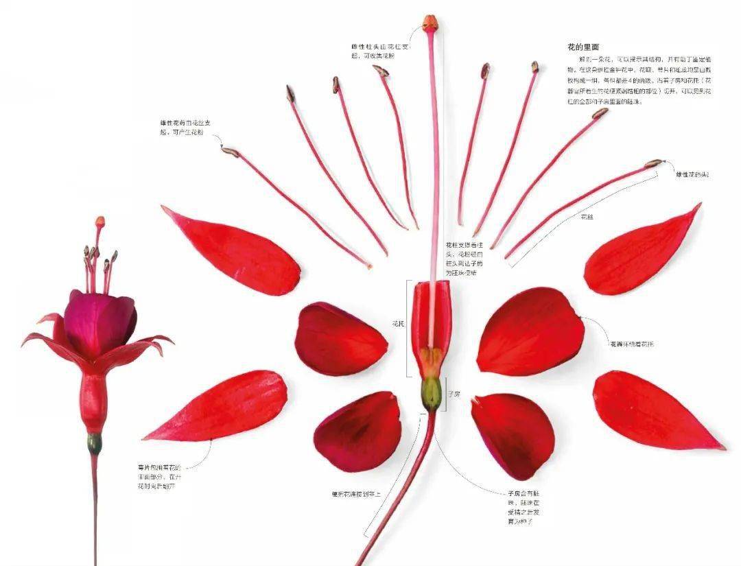 花的解剖图花的形态图及解剖图 自媒体热点