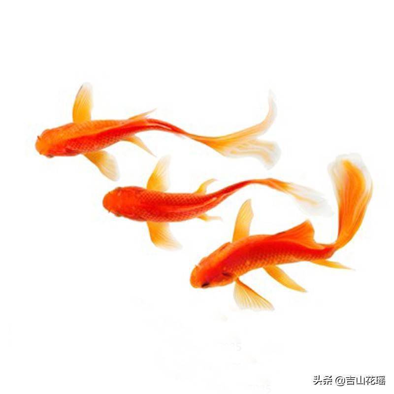 杭州金鱼的饲养管理技术 饵料