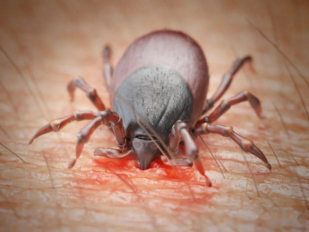 丹阳人别碰会致命