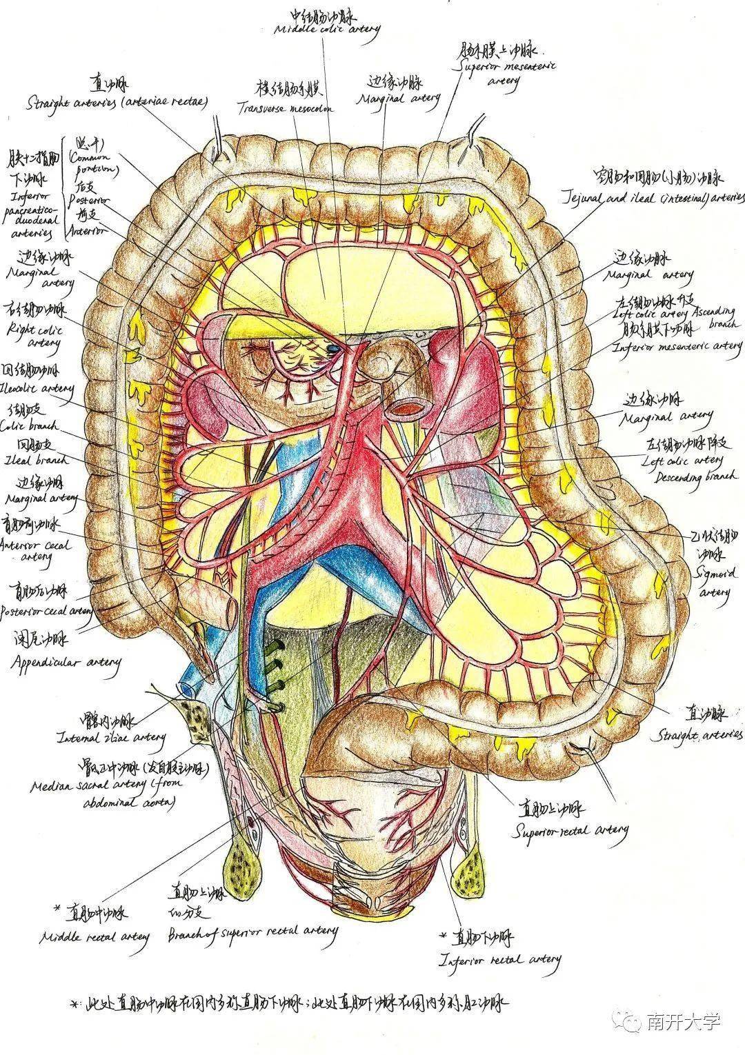 当南开的医学生拿起画笔你怕了吗