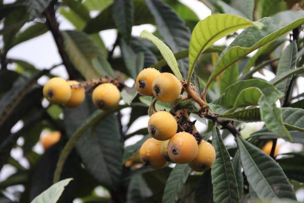 松坎为您开启"生态游"_枇杷