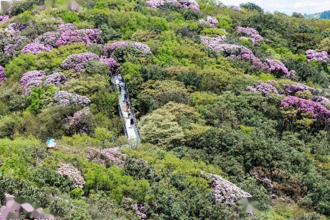 走,到金佛山賞花去!_杜鵑