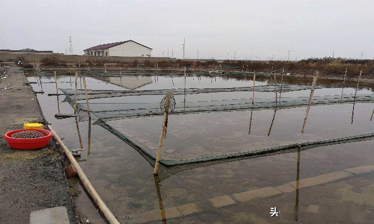 苗种是整个养殖生产的核心,目前国内贝类底播养殖到成贝的周期一般都