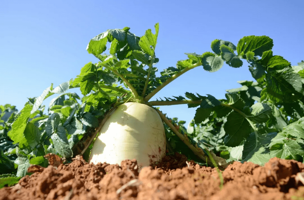 目前,虎山反季节白萝卜种植面积1200亩,每年种植3季,年产量1万余吨,年