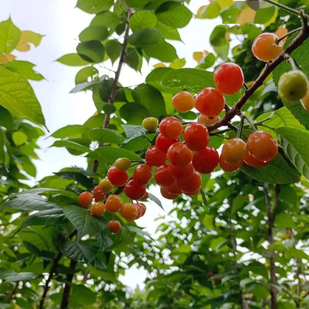 桑葚樱桃采摘智敏果园前799份只要49元即享门市价125元的2大1小采摘