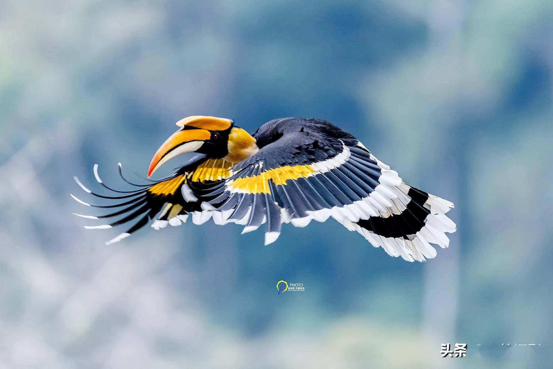 飞翔的双角犀鸟杭州翁剑敏摄影